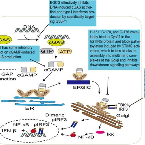 Small Molecule Inhibitors Targeting Sting Download Scientific Diagram