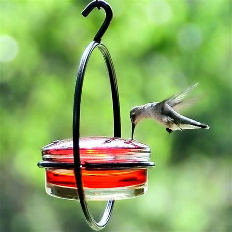 Ruby Red Hummingbird Feeder - YardBirds