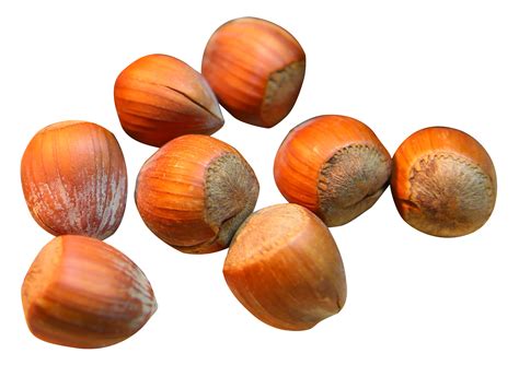 Hazelnut Png Image Purepng Free Transparent Cc0 Png Image Library