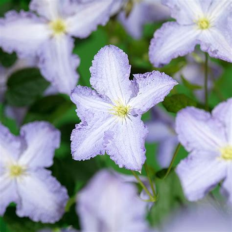 Klematis 'Blue Angel', 3-pack krukodlad | Clematis, Clematis flower, Garden