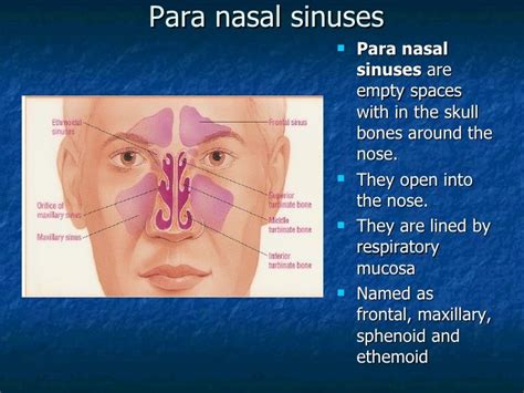 Nose And Paranasal Sinusefinal