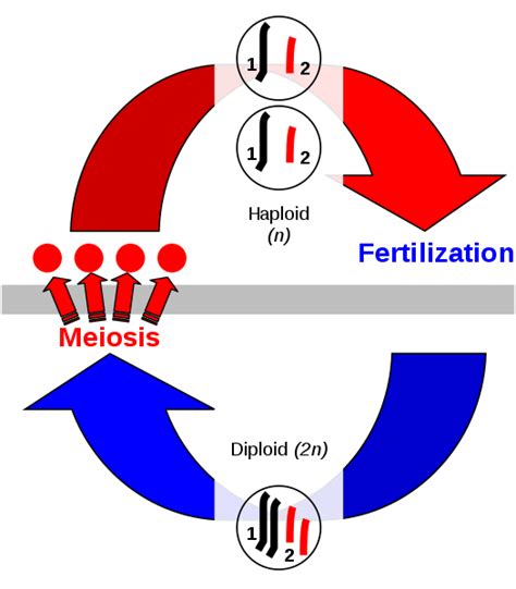 Fragmentation Definition And Examples Biology Online Dictionary