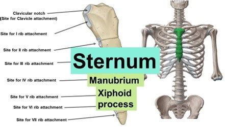 What type of synovial joint is the elbow?... | Nursing Exam