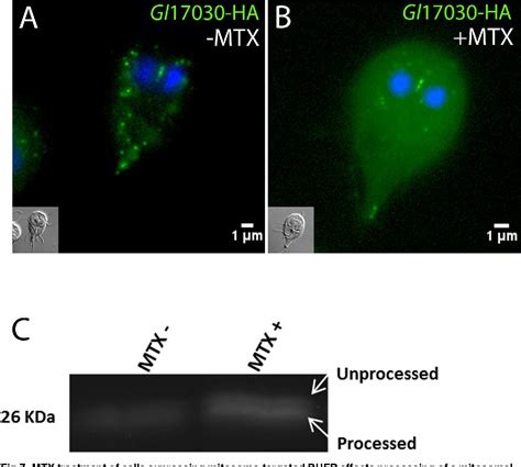 Figure 7 From An Interactome Centered Protein Discovery Approach Reveals Novel Components