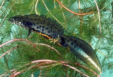 Great Crested Newt, Triturus cristata, identification guide