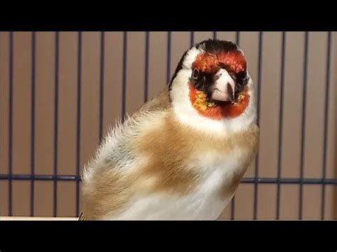 #корм_для_щеглов_чижей - YouTube