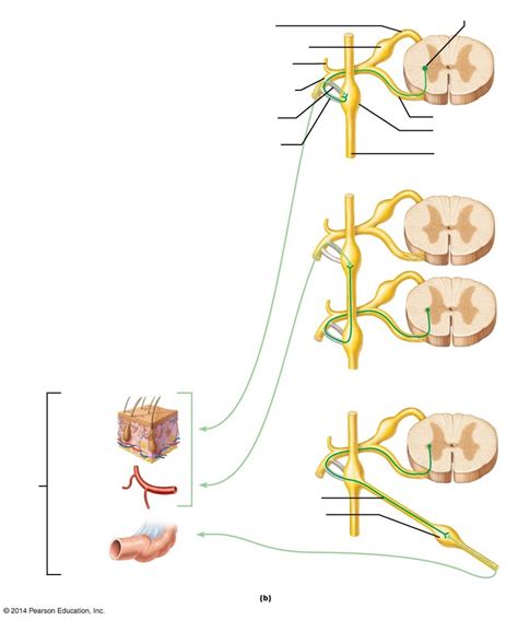 Three Pathways Of Sympathetic Innervation Diagram Quizlet