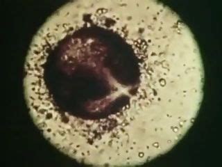 Vintage Asian Hotntubes Porn