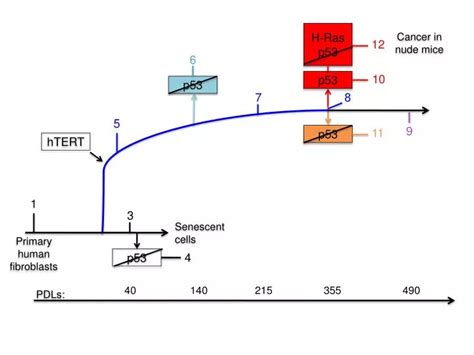 PPT - p53 PowerPoint Presentation, free download - ID:4574722 