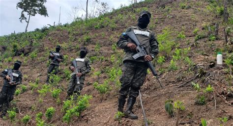 Ffaa Asegura Plantaci N Con Mil Arbustos De Hoja De Coca En Col N