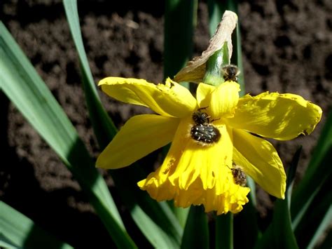 Приусадебное хозяйство: Аленка мохнатая