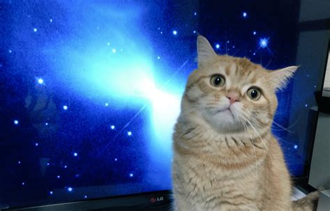 再現度高すぎ宇宙の映像が流れてたテレビの前に偶然猫が座って例の写真みたいになった Togetter トゥギャッター