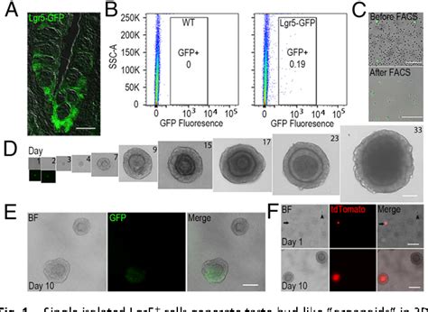 Figure From Single Lgr Or Lgr Expressing Taste Stem Progenitor