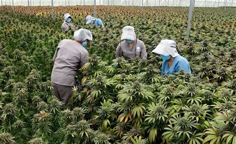 Exportaciones De Cannabis En Colombia Se Dispararon En 2022 Con Un Incremento De Casi Un 100