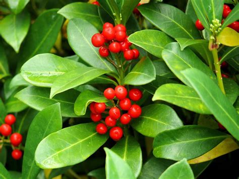 How & When to Prune Holly Bushes: 5 Expert Tips | House Grail