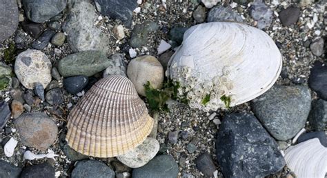 Birch Bay, the beach | Travels With Towhee