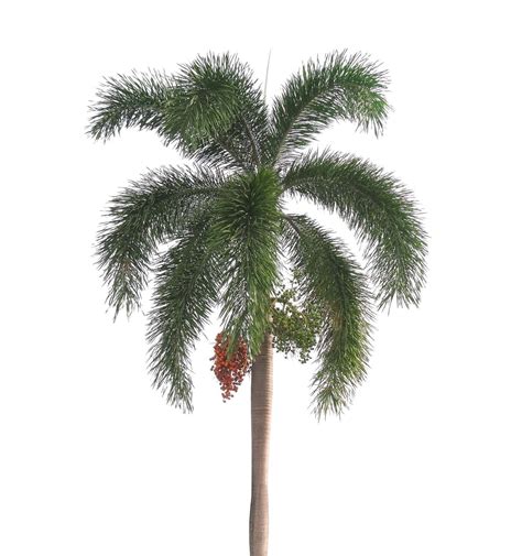 Discover 14 Types of Palm Trees in Florida - A-Z Animals