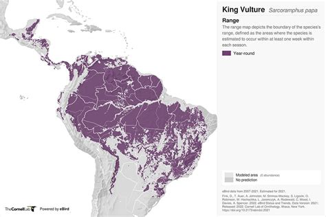 Where Does the King Vulture Live?