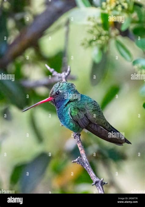 An Adult Male Broad Billed Hummingbird Cynanthus Latirostris Magicus