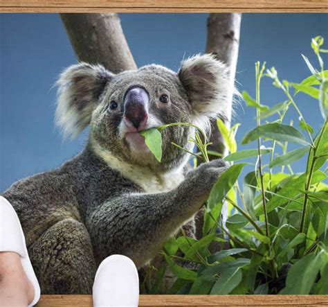 Animal cute koala bears animal mat - TenStickers