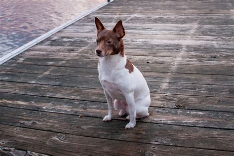 Rat Terrier Gums