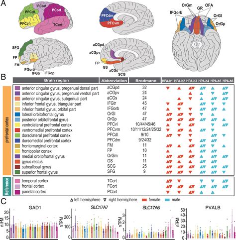 The neuropeptide landscape of human prefrontal cortex | PNAS