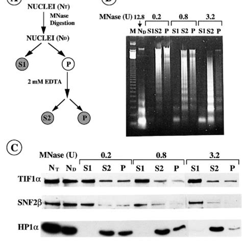 Tif1α Is Released From Nucleosomes Upon Mnase Digestion The S1