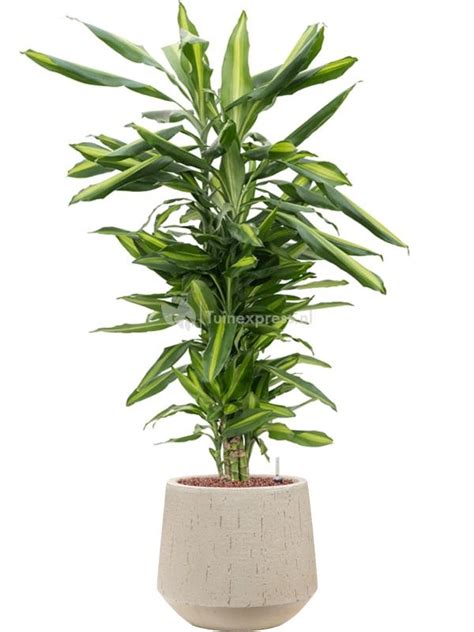 Plantenwinkel Nl Plant In Pot Dracaena Fragrans Cintho 105 Cm