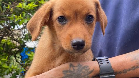 Feira De Ado O De Animais Ser Neste S Bado Jornal De Itu