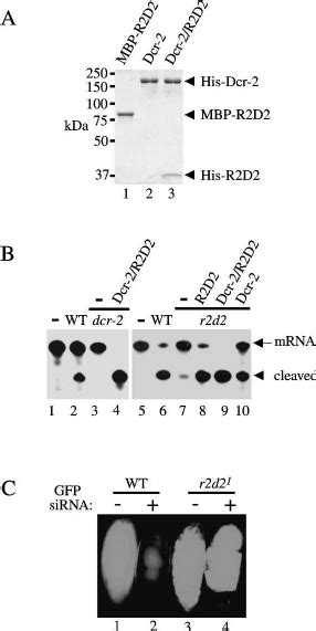 Both R2d2 And Dcr 2 Are Required For Loading Sirna Onto Sirisc A A