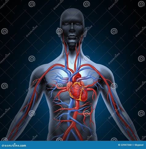 Human Heart Circulation Royalty-Free Stock Image | CartoonDealer.com ...