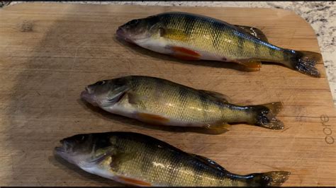 PERCH CATCH CLEAN COOK WOW YouTube