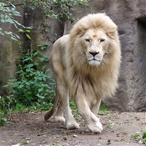 The Rare White Lion King A Photo On Flickriver