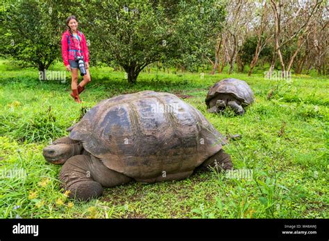 Chelonoidis Nigra Tourist Hi Res Stock Photography And Images Alamy