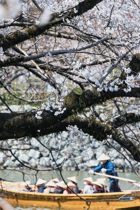 Where to See Osaka Cherry Blossoms in 2021 or 2022