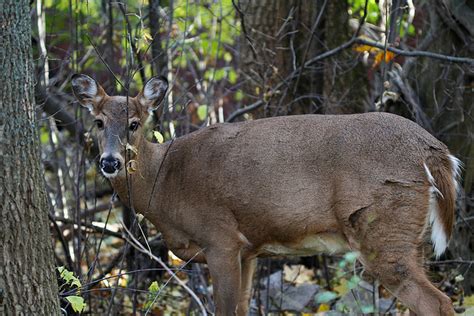 Camo Bait Corn Explained In Lone Star Outdoor News OutdoorHub