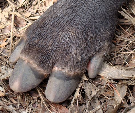 Filebairds Tapir Foot