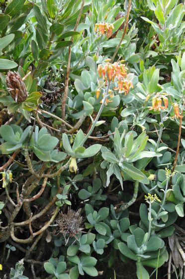 Cotyledon Velutina Jardin Exotique And Botanique De Roscoff