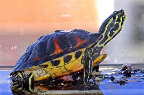 Tartarugas Dom Sticas Os Tipos E Os Cuidados Para Esse Pet