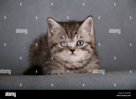 British Kitten Stock Photo - Alamy