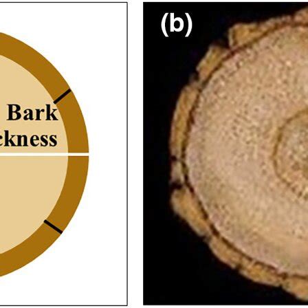 Quantitative Measurements Of Bark Thickness Schematic Representation