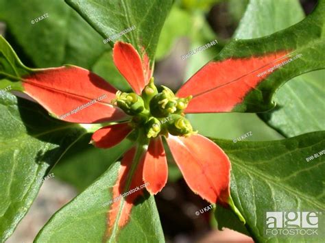 Painted Leaf Japanese Poinsettia Mexican Fire Plant Mecian Fireplant