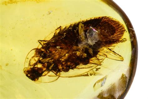 Fossil Cockroach (Blattodea) In Amber - Myanmar For Sale (#112501 ...