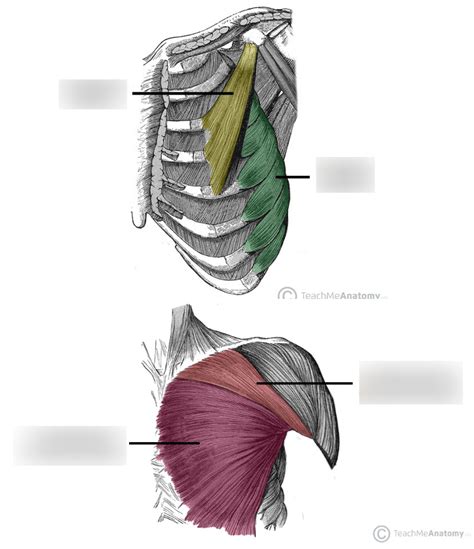 MUSCLES OF THE PECTORAL REGION Diagram | Quizlet