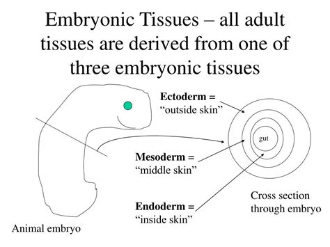 Ppt Tissues Organ Systems And Homeostasis Powerpoint Presentation Free Download Id 585618