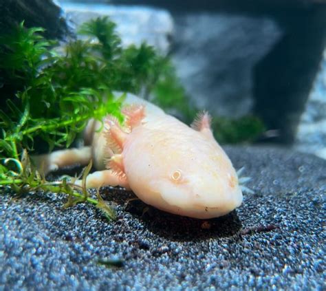 Axolotl | Discover Animals | Blue Planet Aquarium