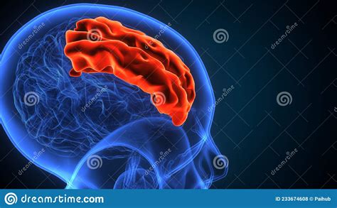 Human Brain Medulla Oblongata Anatomy3d Illustration Stock