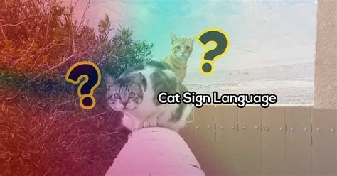 How to Teach Your Cat Sign Language