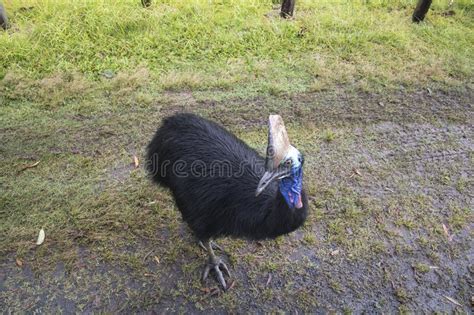 A Helmet Cassowary In Etty Bay Stock Image Image Of Head Endemic