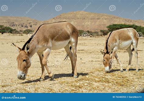 O Onagro Hemionus Do Equus Imagem De Stock Imagem De Endangered